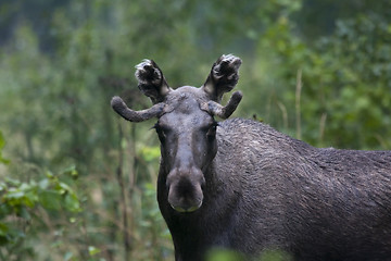 Image showing male moose (elk)