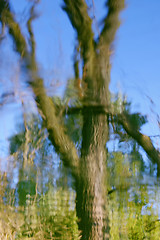 Image showing Tree reflection on water surface