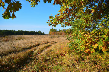 Image showing View autumn meadow and a dirt road through the branches of a tre