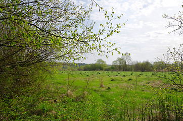 Image showing Landscape with spring meadow and young grass