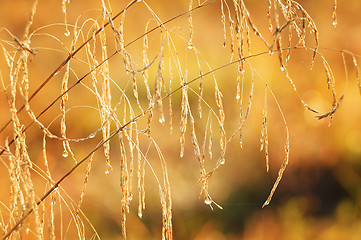 Image showing Natural background of grass with drops of dew on the autumn mead