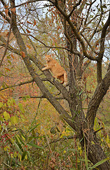 Image showing Red cat is climbing the tree in autumn