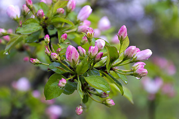 Image showing Branch pears with pink flowers in the rain drops