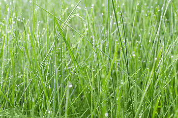 Image showing Green grass in drops of dew