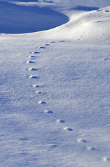 Image showing Beautiful winter view with traces of animals on the blue snow