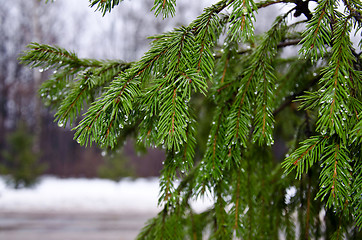 Image showing Spruce branches