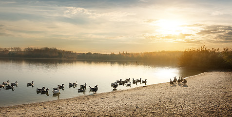 Image showing Geese on the pond