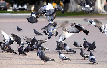 Image showing A flock of pigeons on the fly bite seeds in the Park