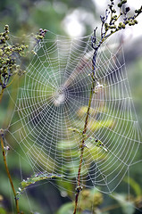 Image showing Spider web