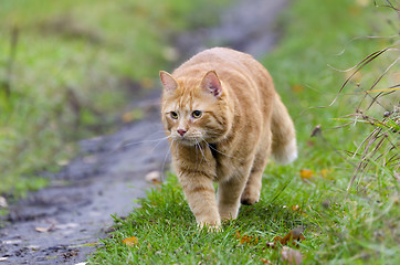 Image showing Red cat walks in the autumn grass 