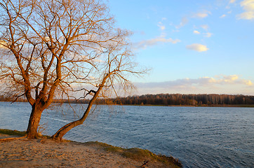 Image showing The tree above the lake in the early spring