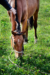 Image showing The human hand is stroking grazing horse