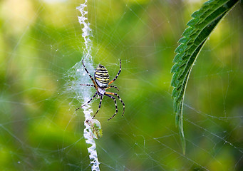 Image showing Spider hunting (Argiope bruennichi)