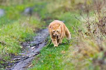 Image showing Red cat walks in the autumn grass on a leash