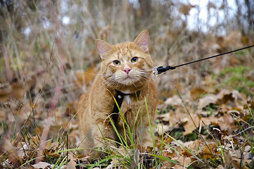 Image showing Red cat on a leash sits at the autumn grass