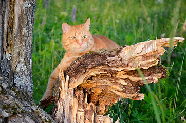 Image showing Red cat is sitting on a tree in a forest in summer