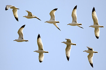 Image showing Flight of the gulls