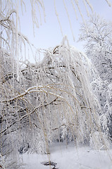 Image showing Trees in the frost