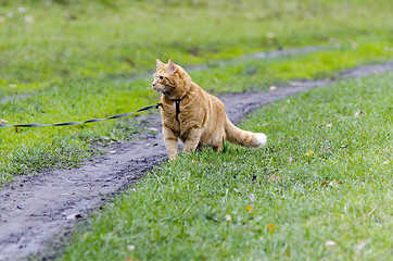 Image showing Red cat walking through the green grass on a leash