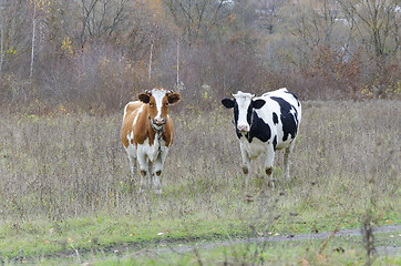 Image showing Two cows look into the lens