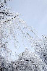 Image showing Trees in the frost