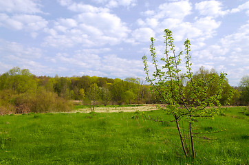 Image showing  Landscape in the early spring with wood, field and clouds