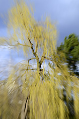 Image showing Yellow and green tree against the background of dark blue sky wi