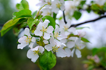 Image showing Branch pears with white flowers