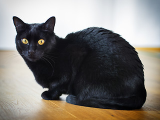 Image showing Black cat