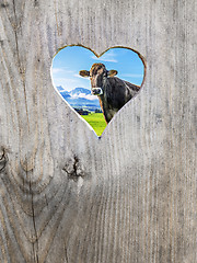 Image showing heart in door with cow