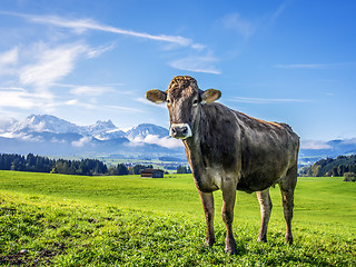 Image showing cow with alps