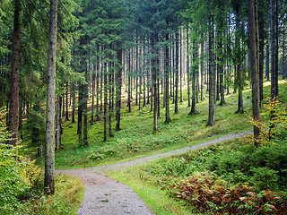 Image showing forest landscape