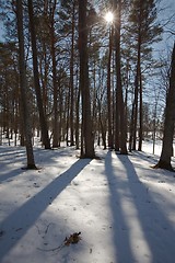 Image showing Winter Park