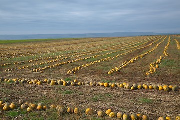 Image showing Pumpkin ield