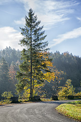 Image showing tree on the road