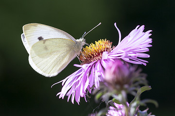 Image showing butterfly