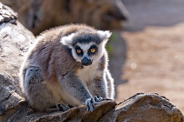 Image showing Ring-tailed lemur (Lemur catta)