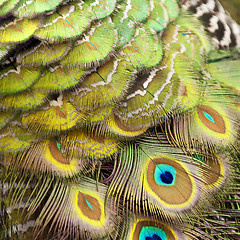 Image showing Bird feathers. Peacock