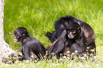 Image showing Spider monkeys