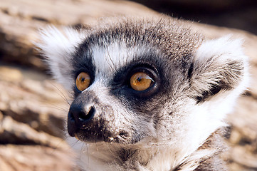 Image showing Ring-tailed lemur (Lemur catta)