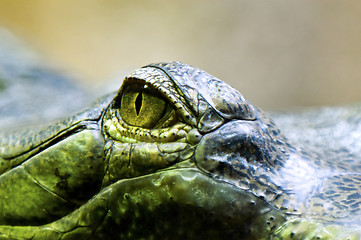 Image showing Eye of the gharial