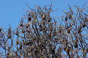 Image showing Bat Colony