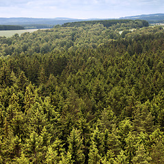 Image showing Green forest in summer