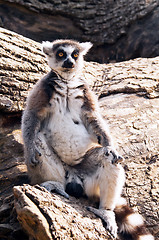 Image showing Ring-tailed lemur (Lemur catta)