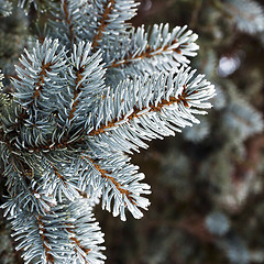 Image showing Twig of conifer