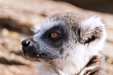 Image showing Ring-tailed lemur (Lemur catta)