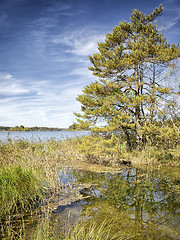 Image showing autumn tree