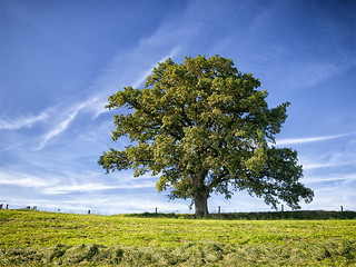 Image showing tree and meadow