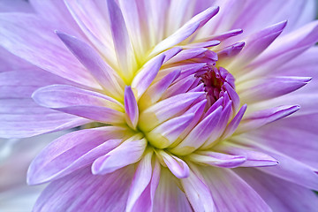 Image showing dahlia purple