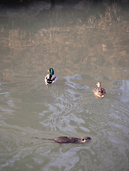 Image showing ducks and nutria cub